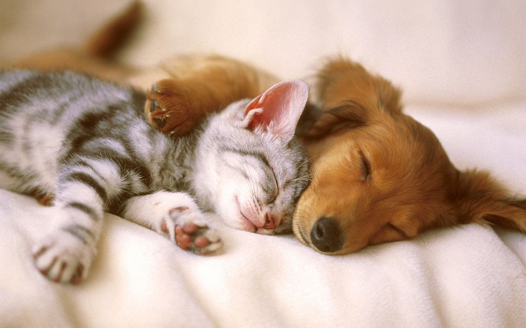 Ways to Reduce Pet Stress at the Vet