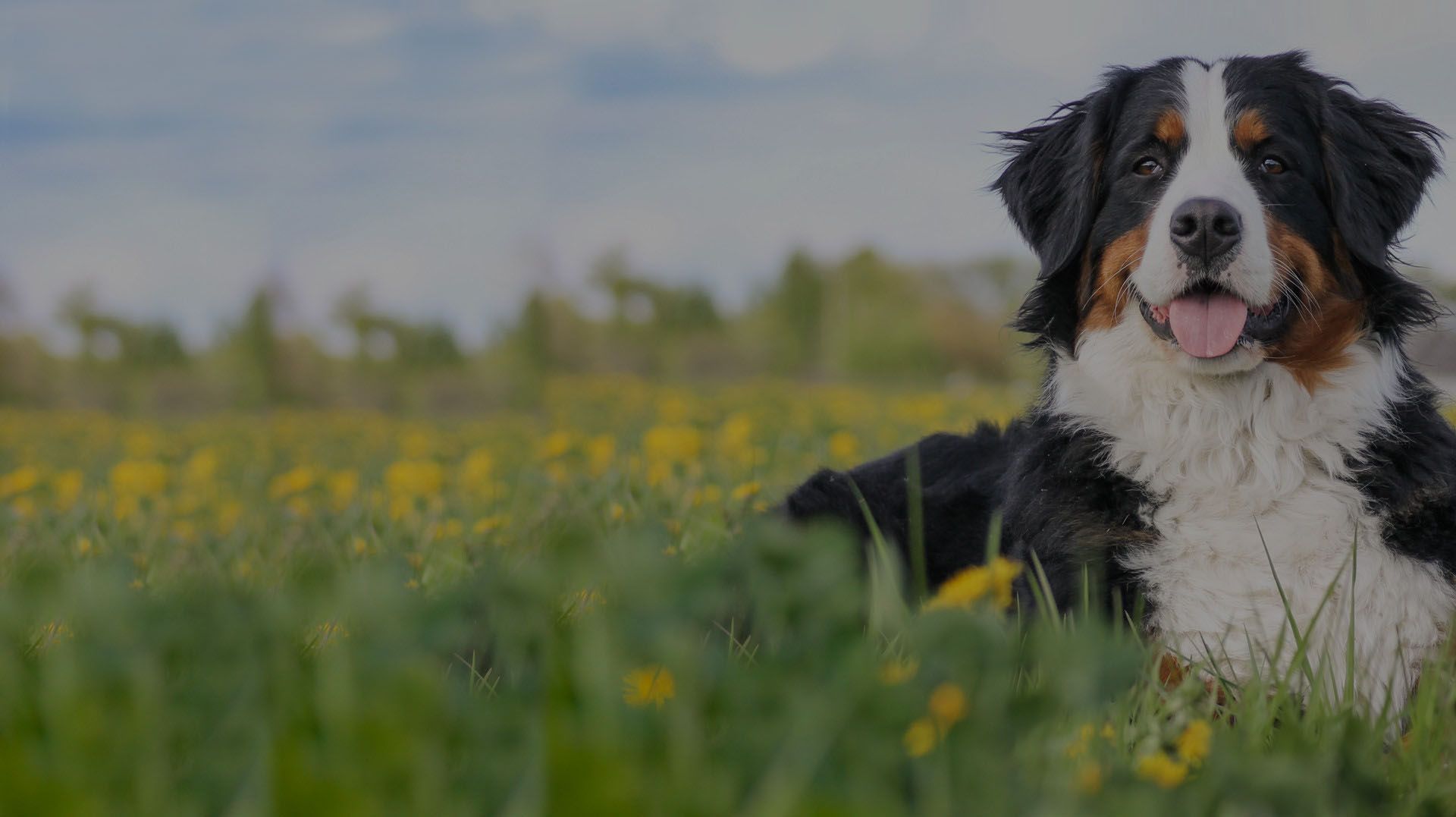 all animal pet clinic