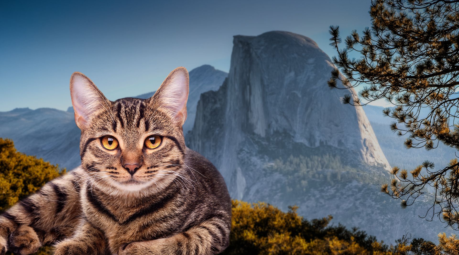 All Creatures Veterinary Hospital, Inc. | Veterinarian in Mariposa CA All Creatures Veterinary Hospital, Inc. | Veterinarian in Mariposa CA