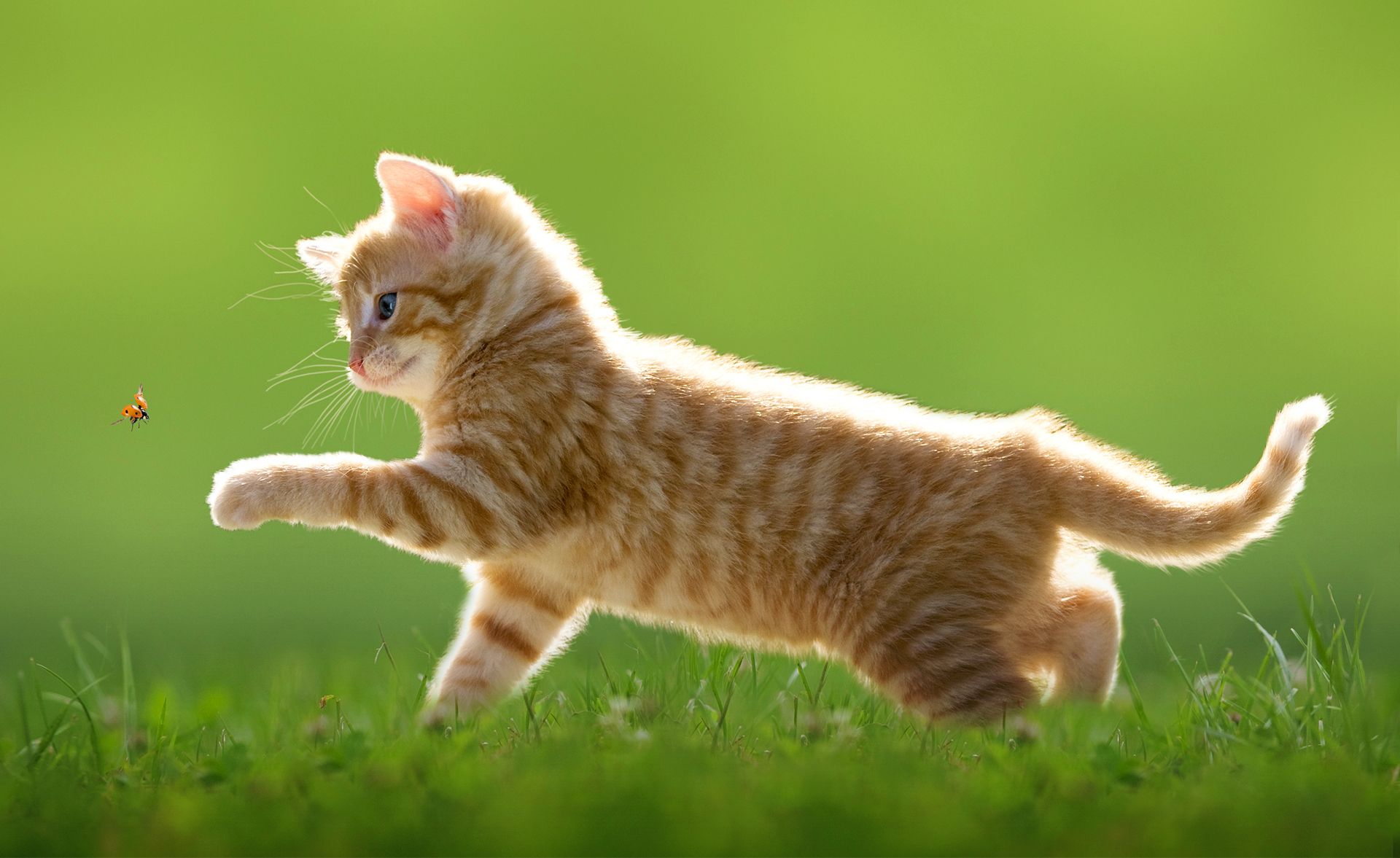 Geneva Veterinary Clinic Geneva OH Veterinarian