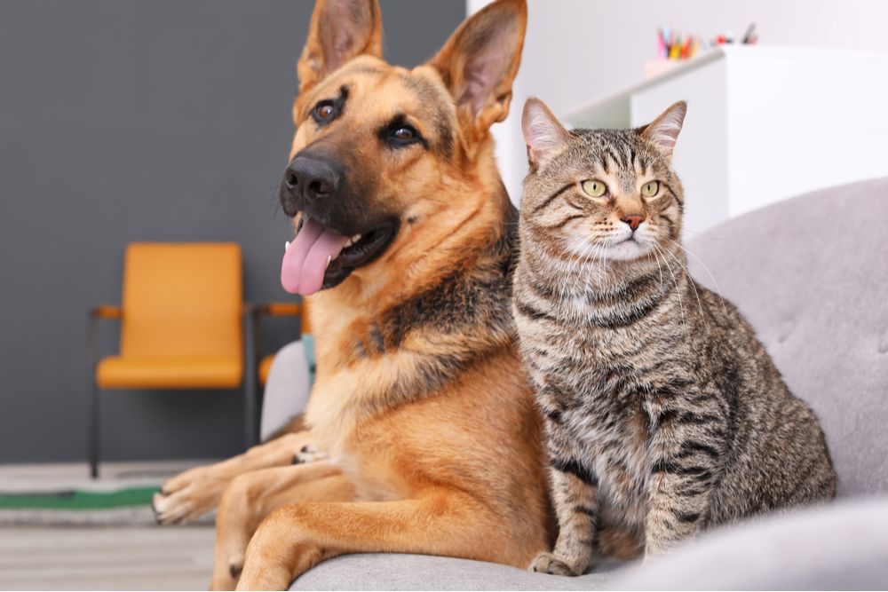 cryotherapy for pets