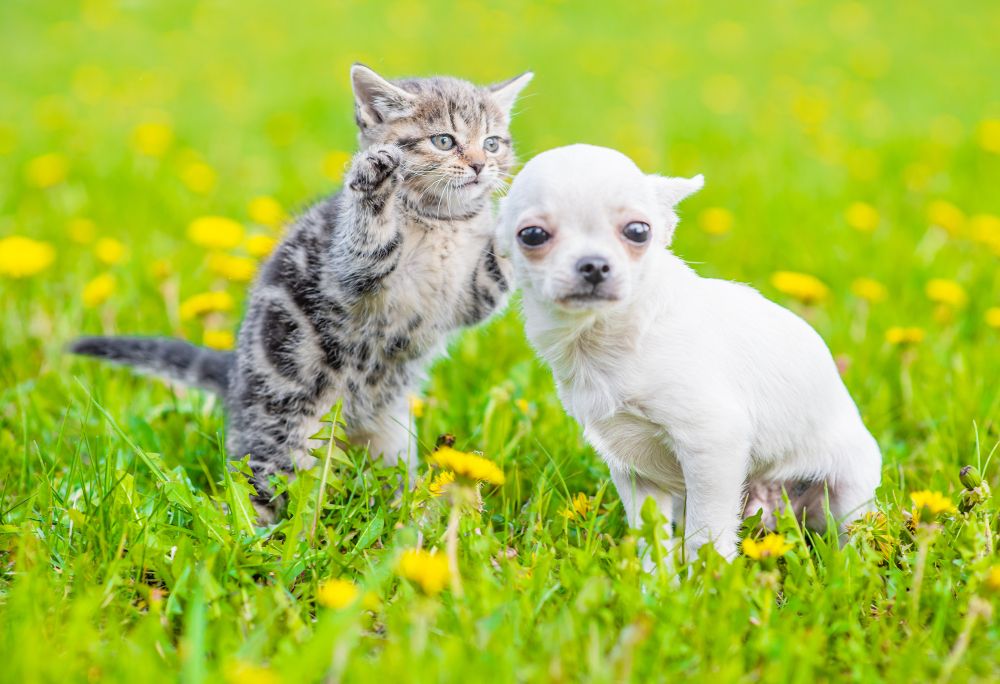 pets