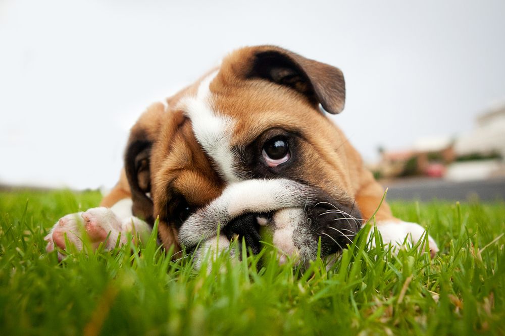 pet chronic disease management