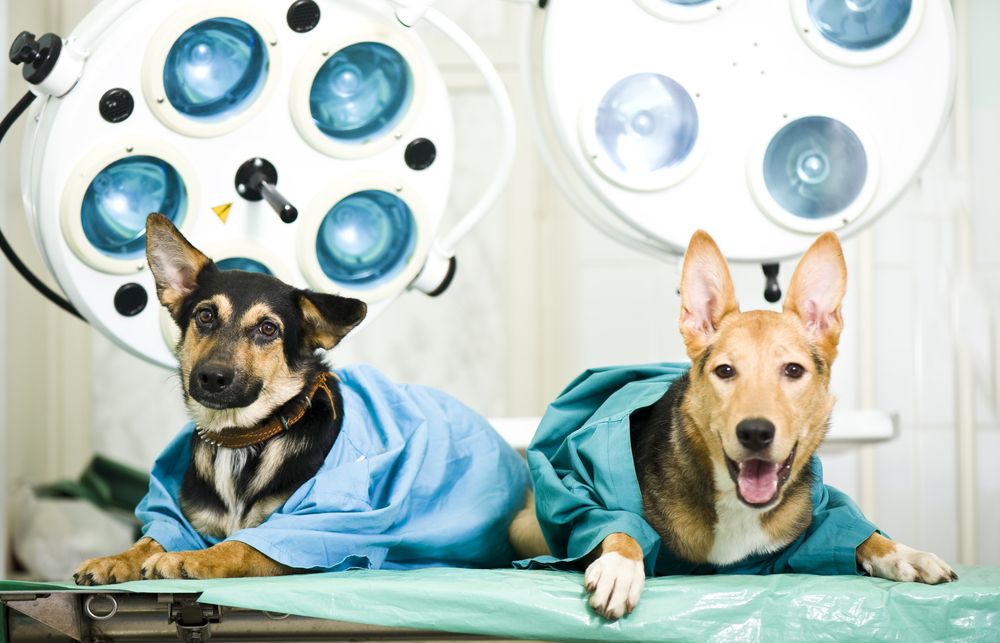 pet surgery