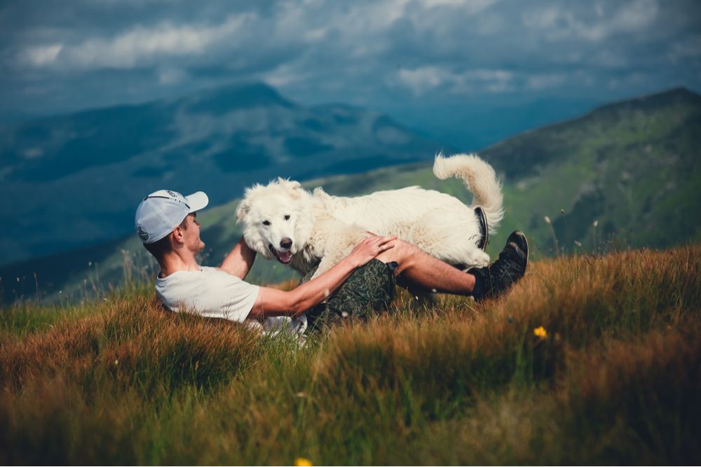 active pet