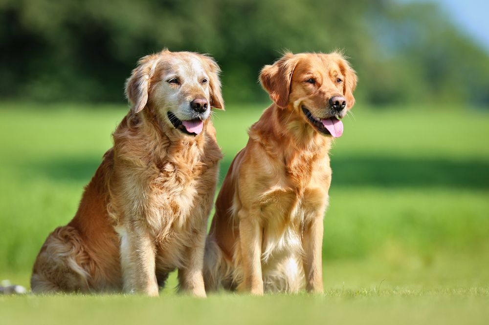 senior pets