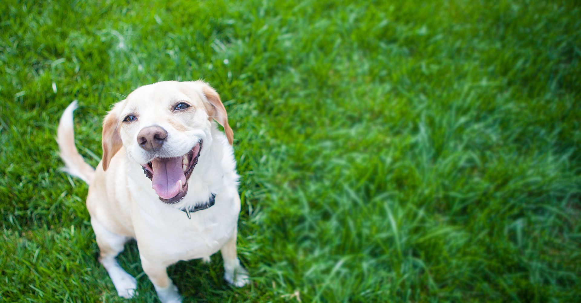 gully animal hospital near me