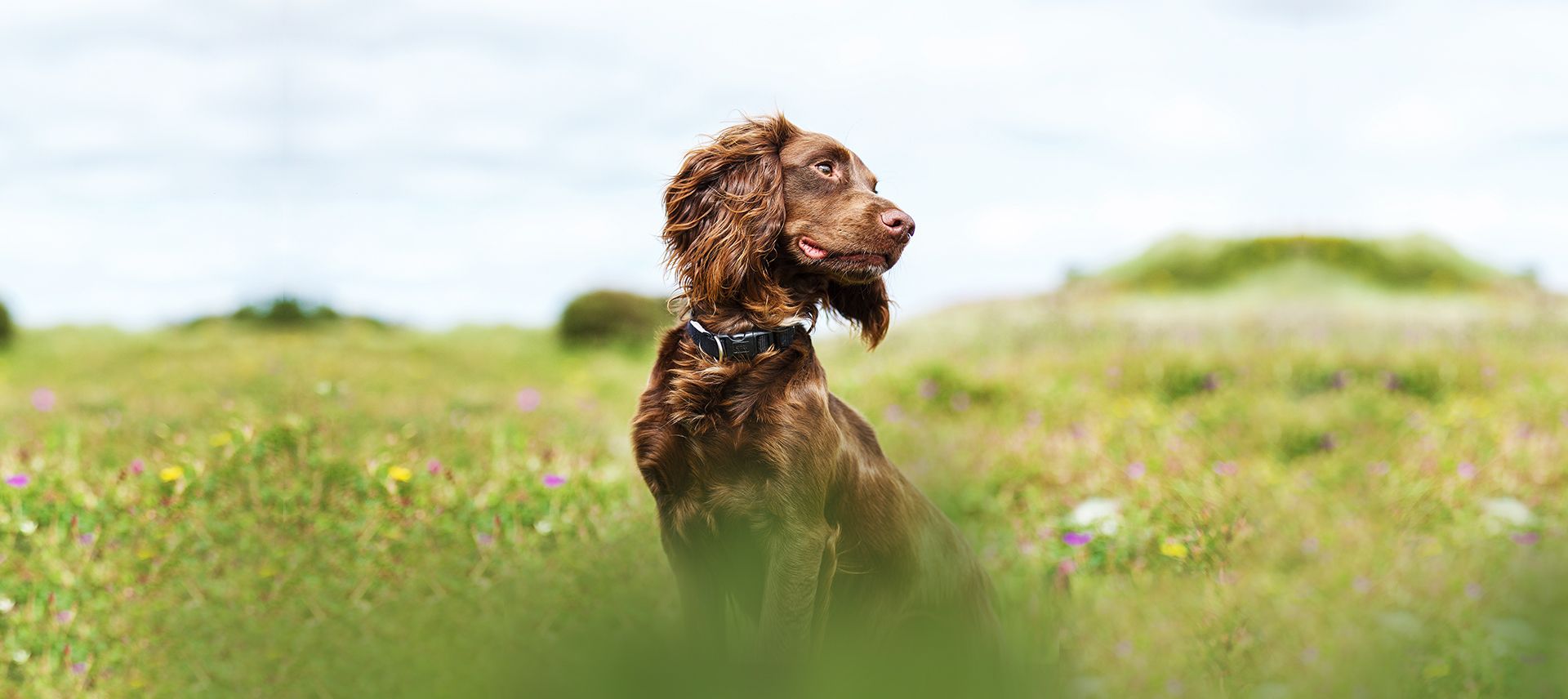 vets for pets sutton road