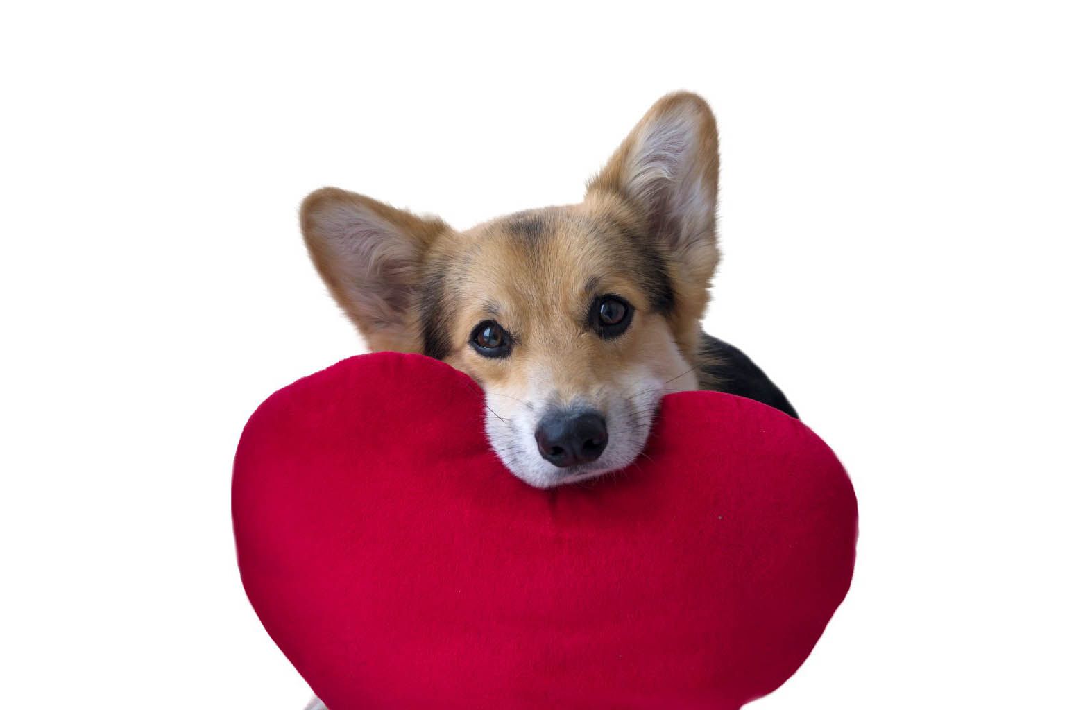 Clinic News Of Boston Road Animal Clinic Veterinarian In Sutton Ma