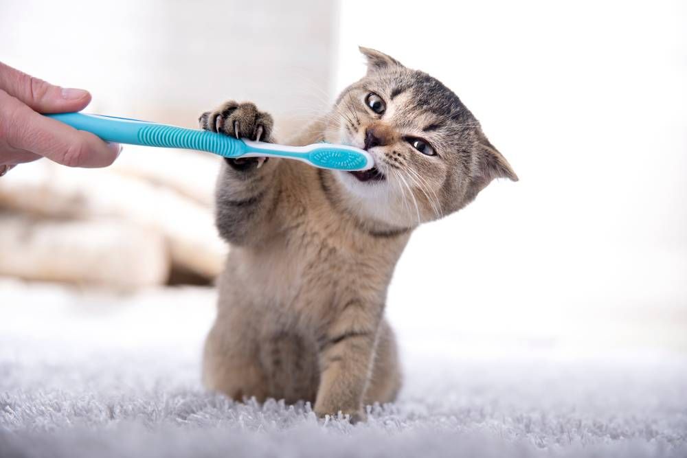 Importance of Bringing Pet in for Dental Care