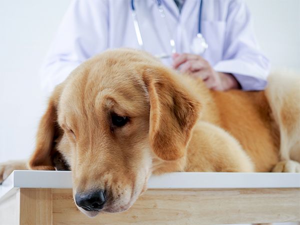 veterinary services