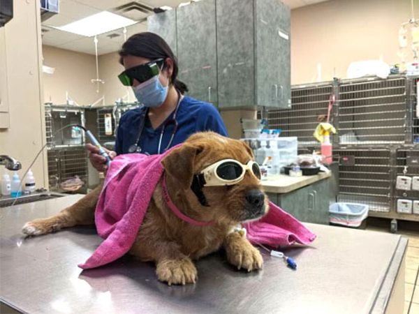 pet laser therapy