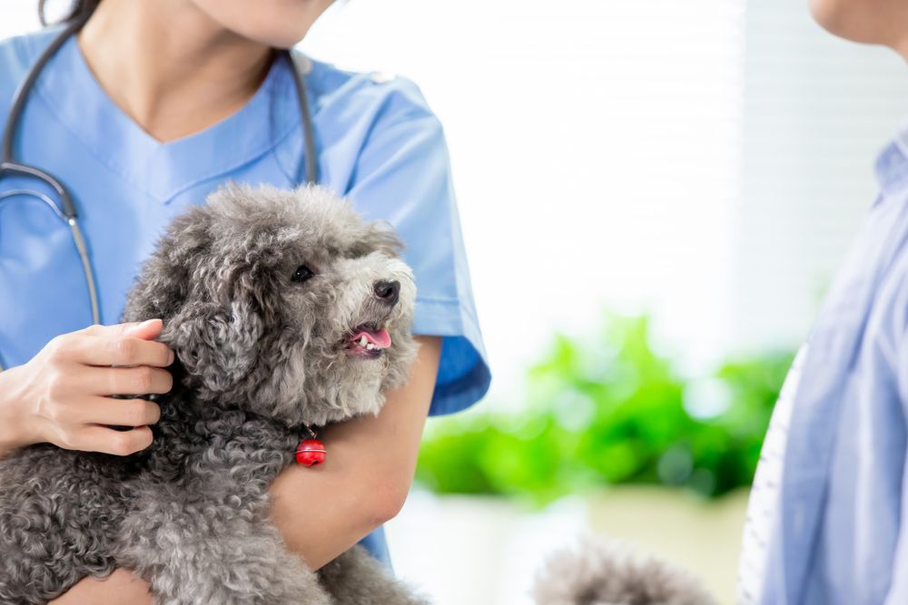 Exploring Treatment Options for Pets with Neurological Conditions