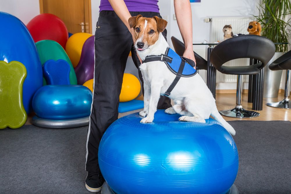 How Canine Rehabilitation Can Help Heal Injuries