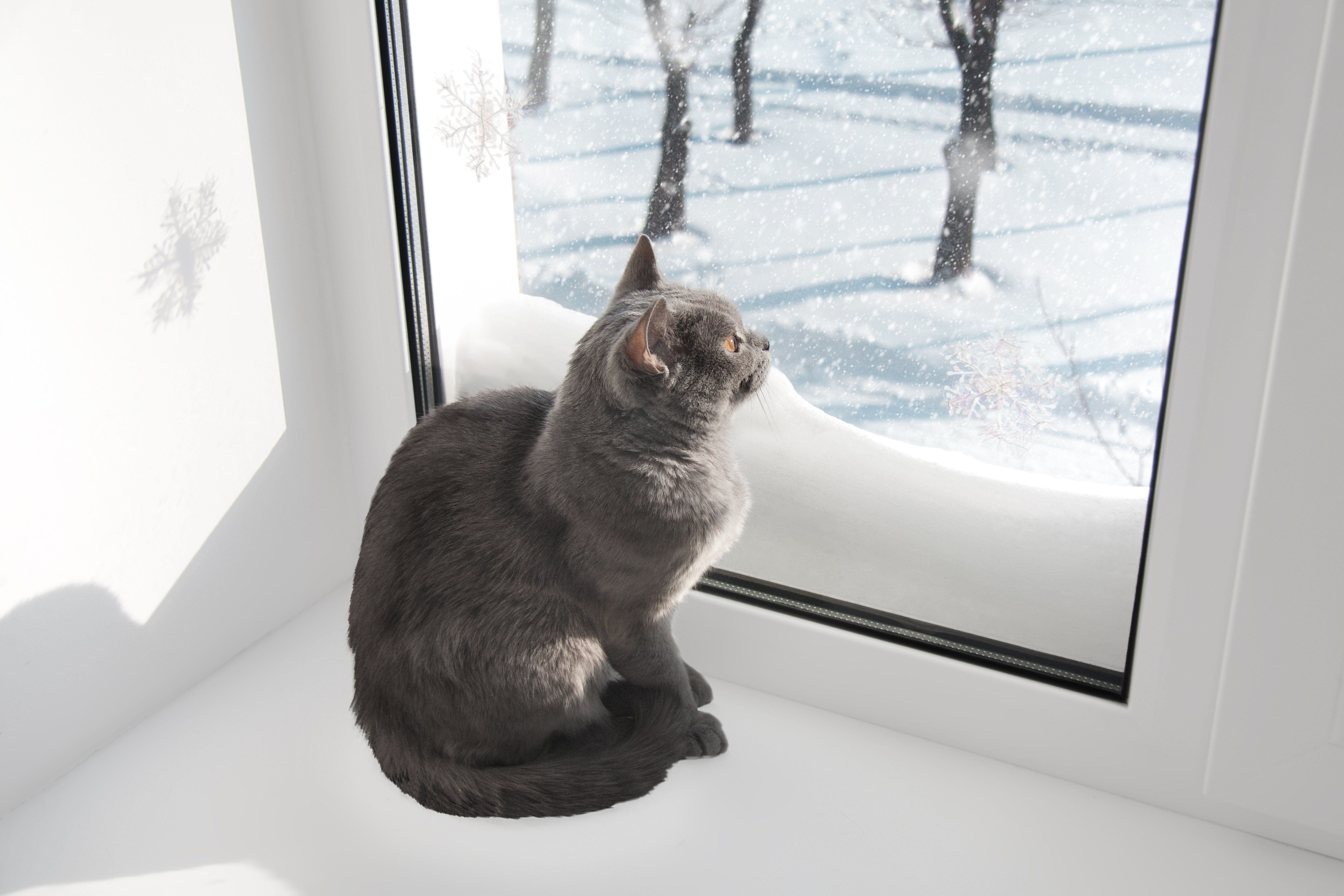 7 Ways to Protect Your Pet From Winter Hazards