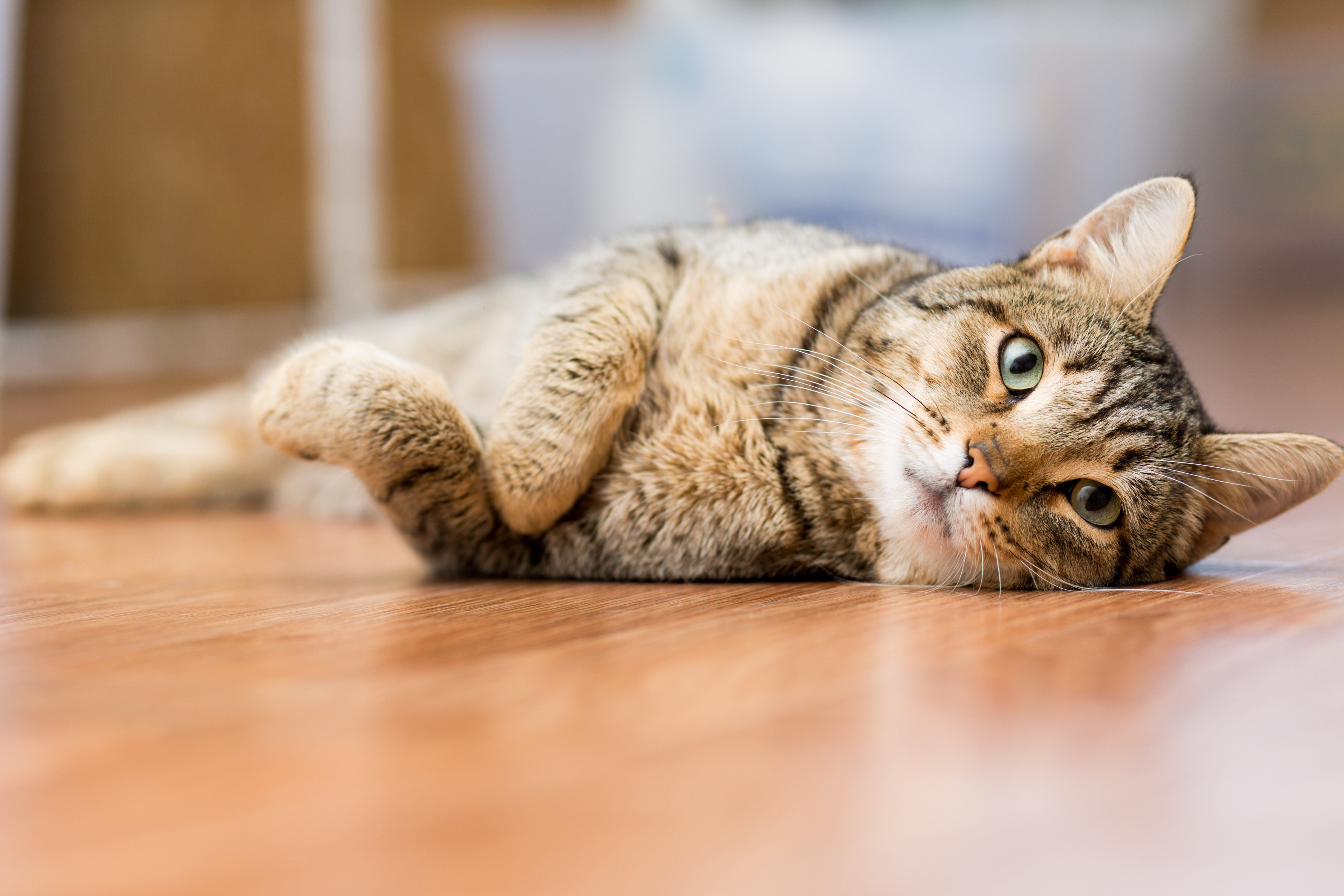10 Signs Your Cat Needs to Go to An Emergency Vet