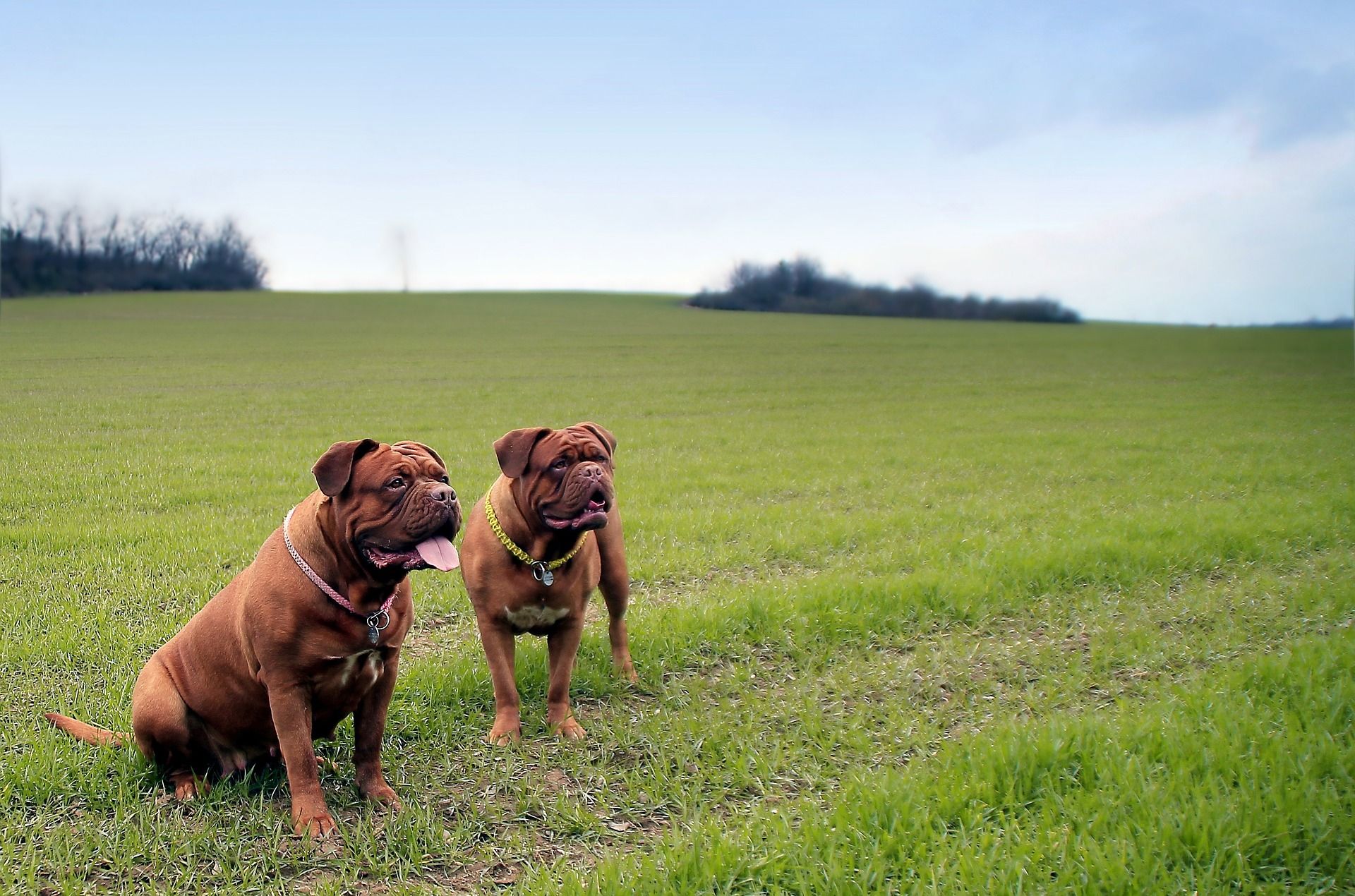 dogs on field
