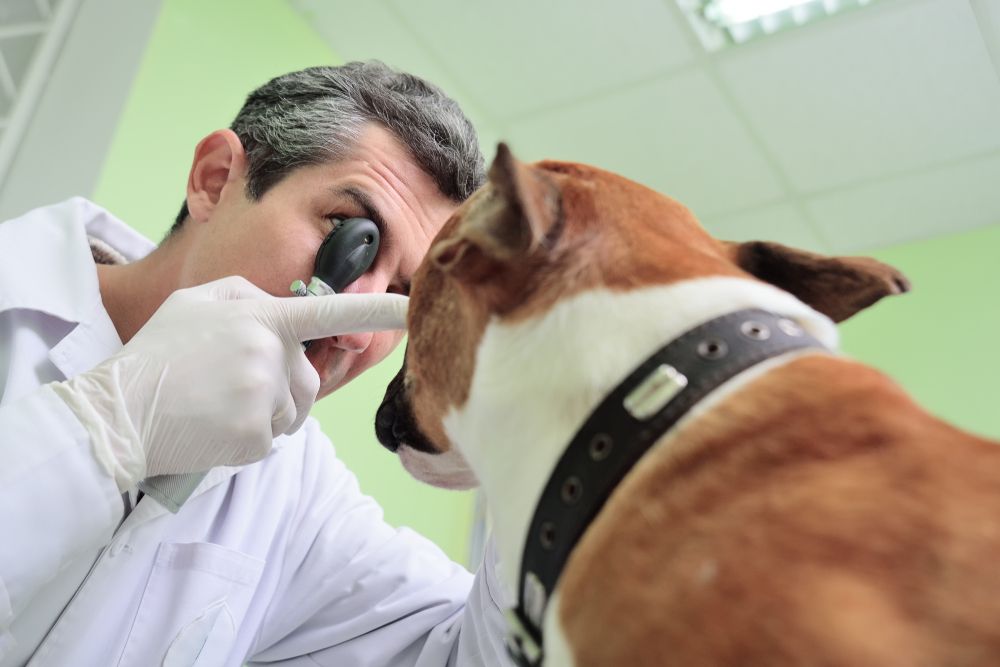 pet eye exam