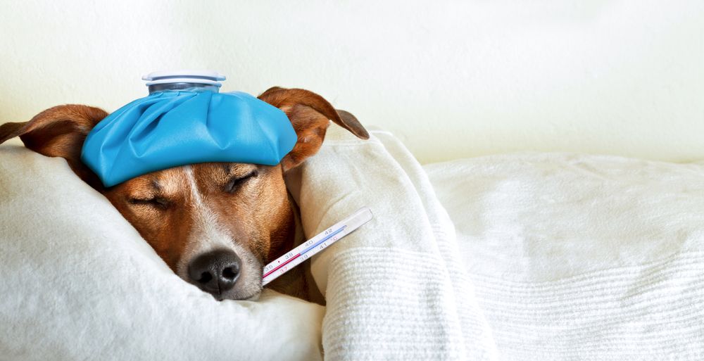 orthopedic pet surgery