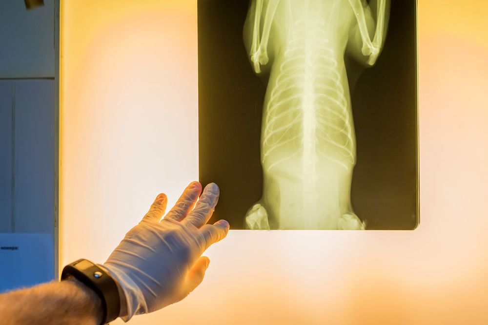 pet ultrasound