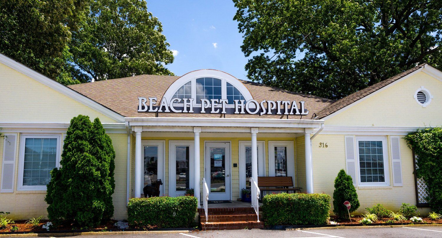 beach pet hospital