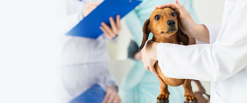 Meet Our Veterinarians in Virginia Beach VA | Beach Pet Hospital Meet Our Veterinarians in Virginia Beach VA | Beach Pet Hospital