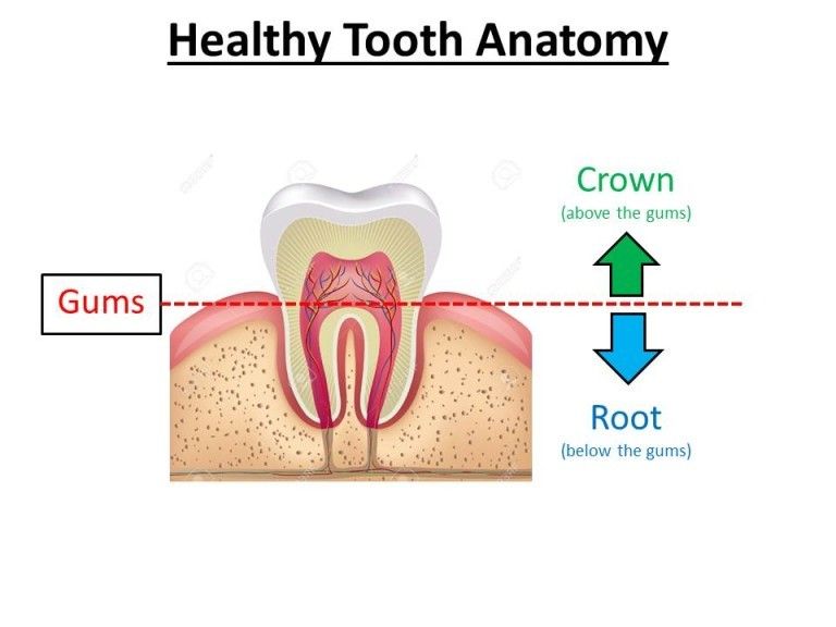 root canal diagram