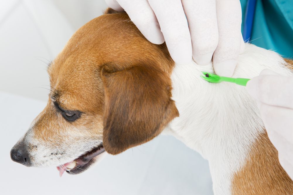 The Most Common Parasites Found in Domestic Pets