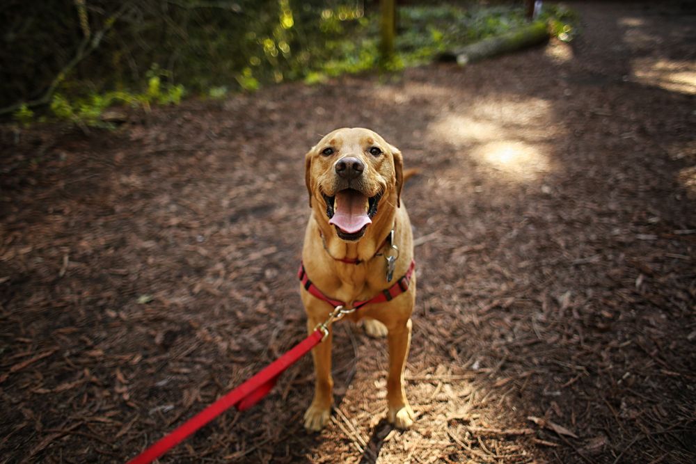 5 Tips for Hiking with Your Dog This Fall