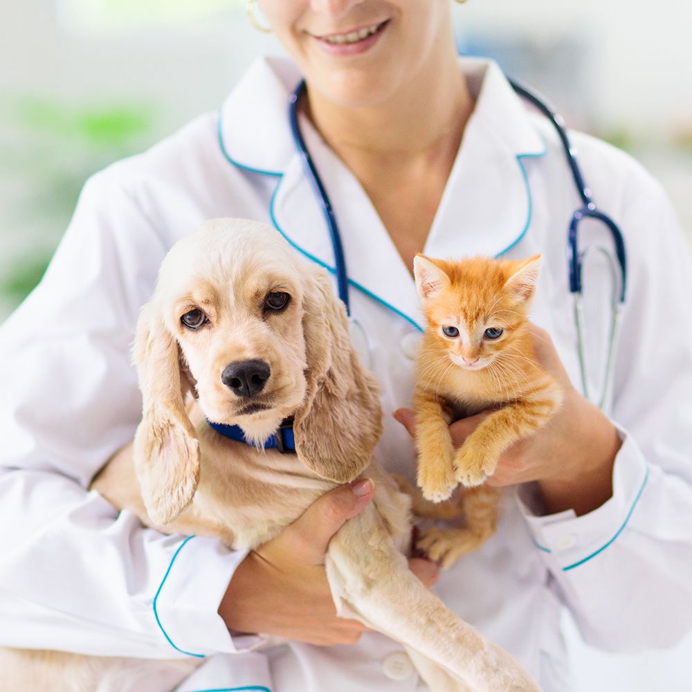 Welcome to the Animal Hospital of Salinas blog!