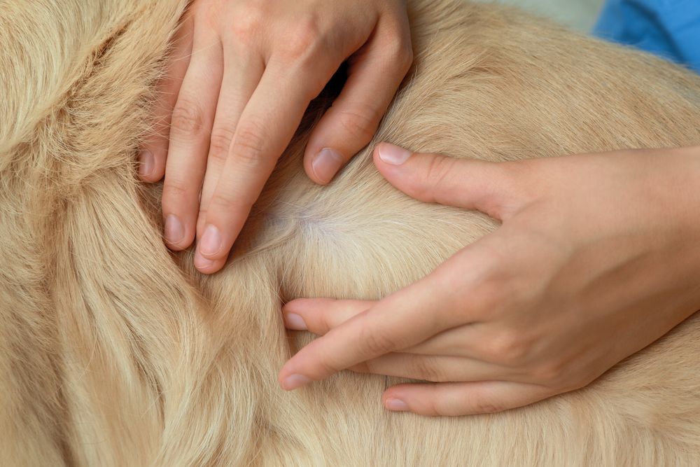 From Nose to Tail: Examining Your Entire Pet 