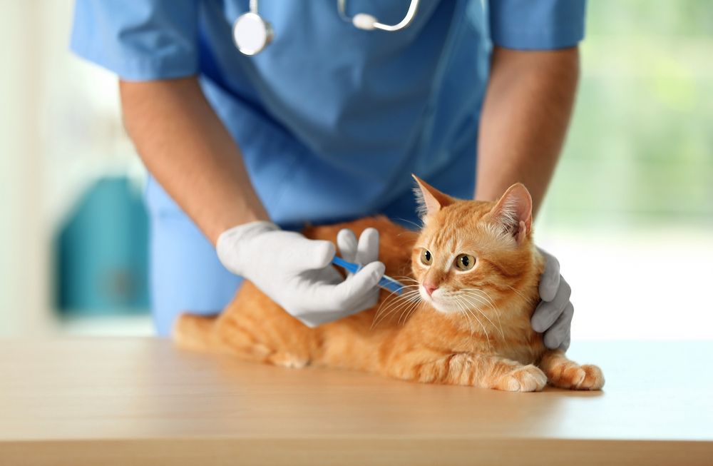 A Guide to Pet Vaccinations