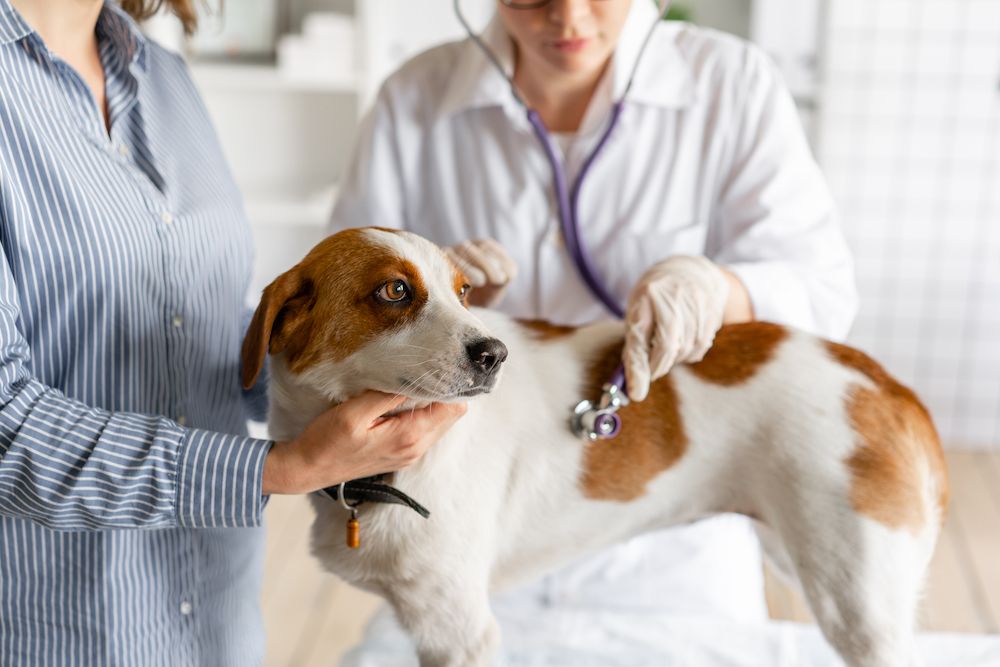 What to Expect During Your Pet’s Yearly Pet Exam?