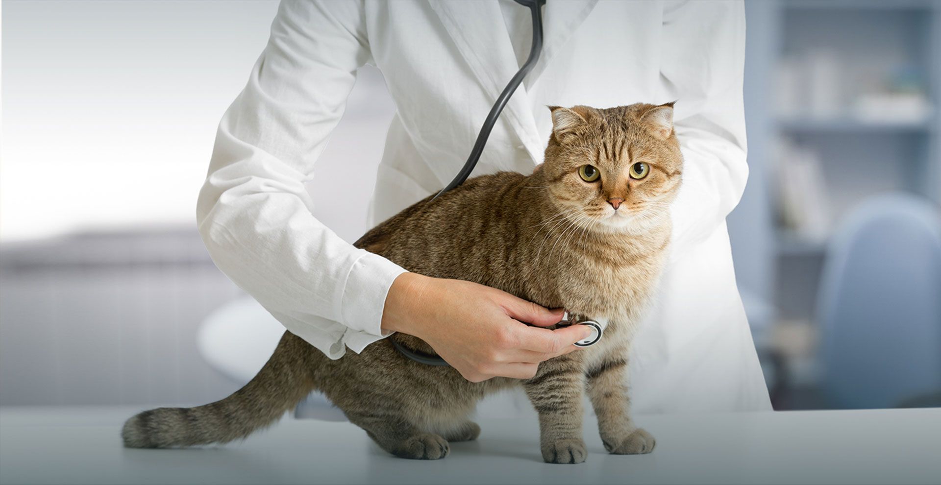Sierra Animal Hospital | Veterinarian in Placerville CA