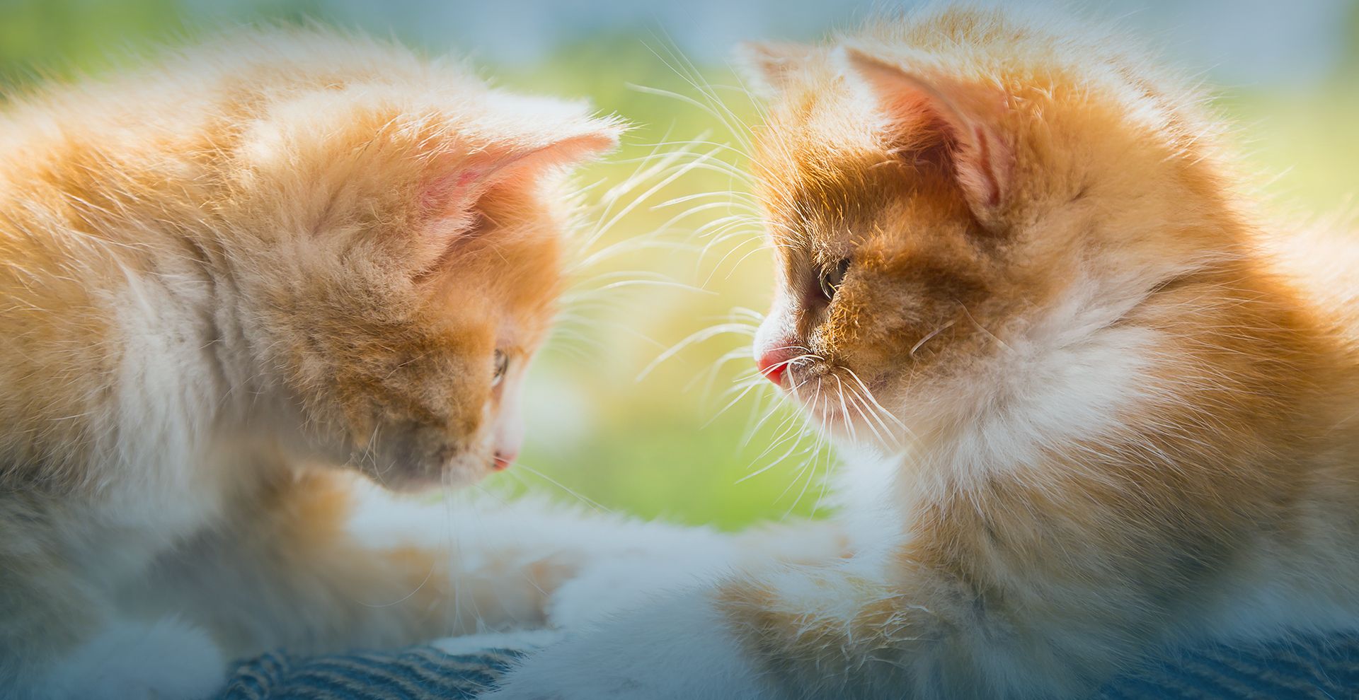 Sierra Animal Hospital | Veterinarian in Placerville CA