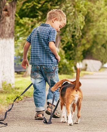 child and beagle