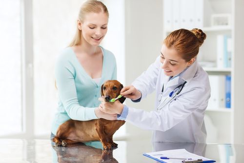 dental care for dogs