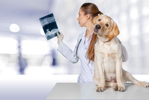 xrays for dogs