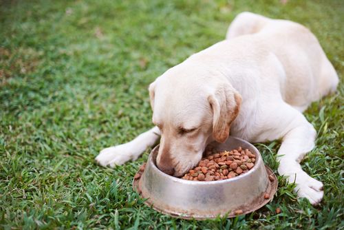 dog eating from bowl