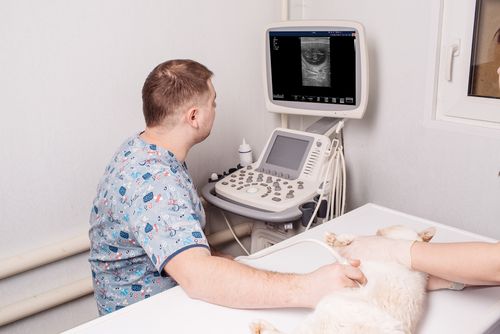 ultrasound for dogs