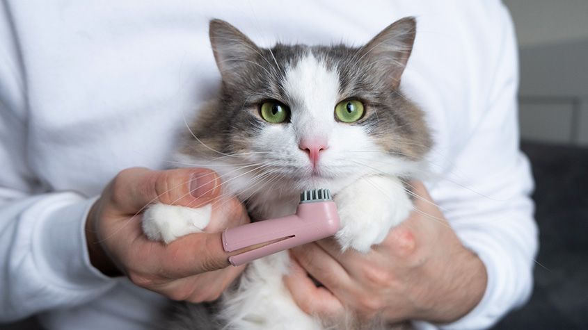 Brushing Teeth