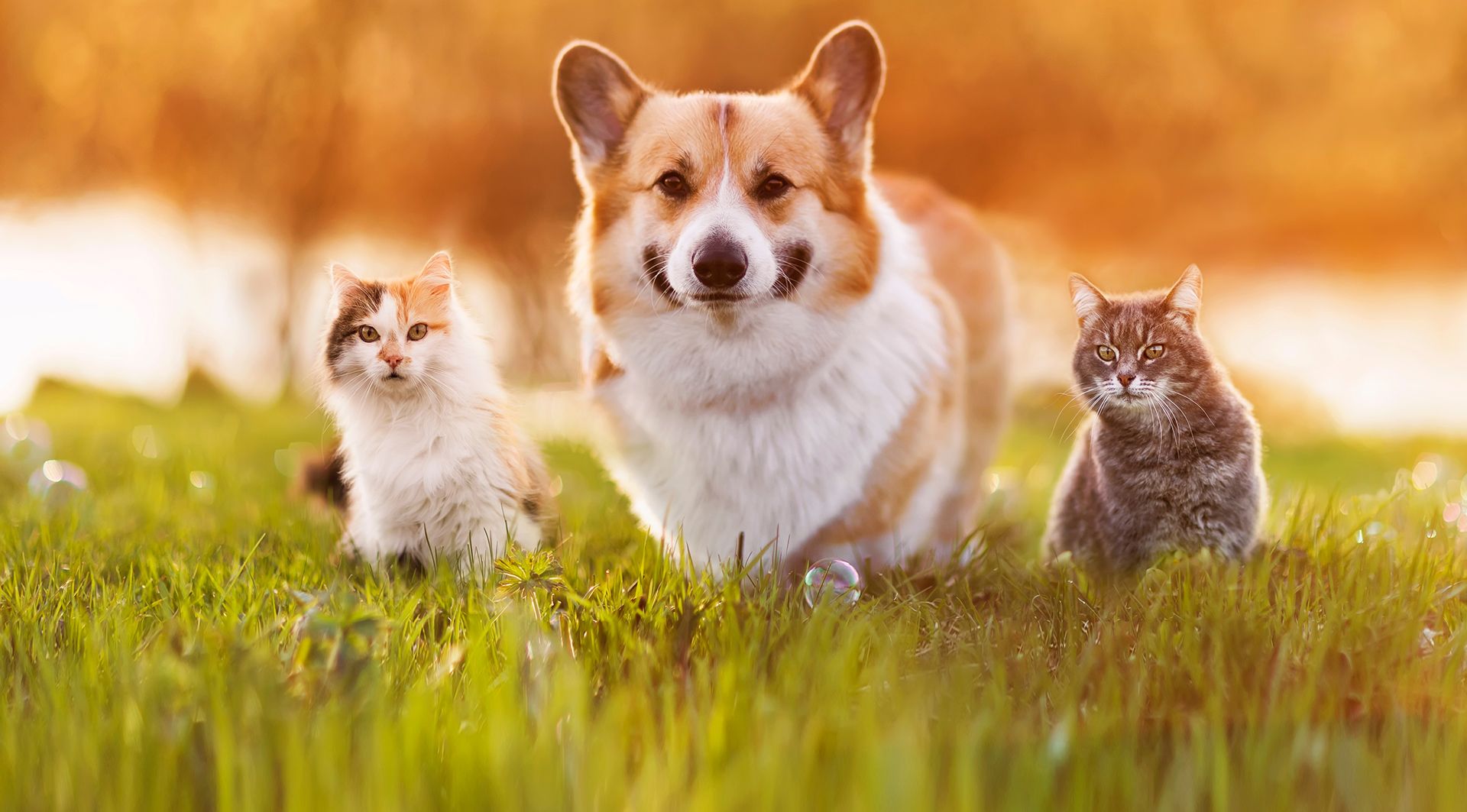 Veterinarian in Bullhead City AZ Spirit Mountain Animal Hospital