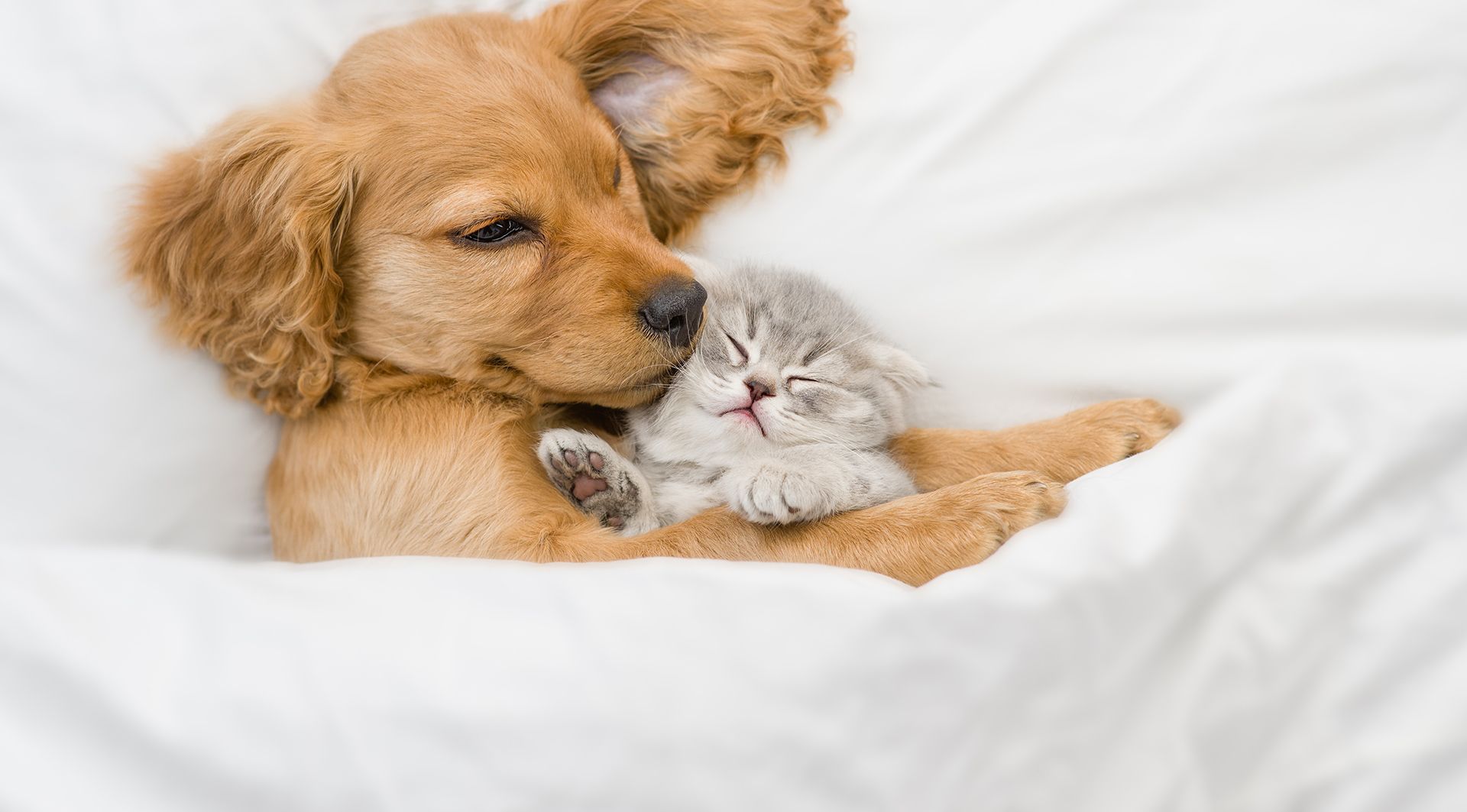Veterinarian in Bullhead City AZ Spirit Mountain Animal Hospital