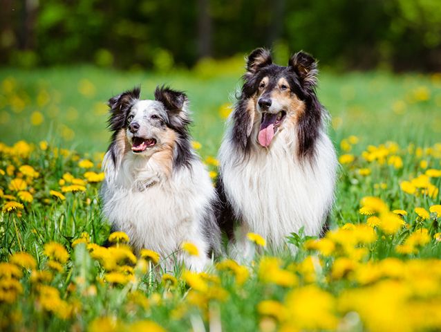 old couple with a happy dog