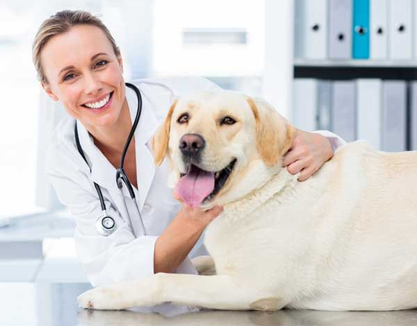 happy dog with a veterinarian