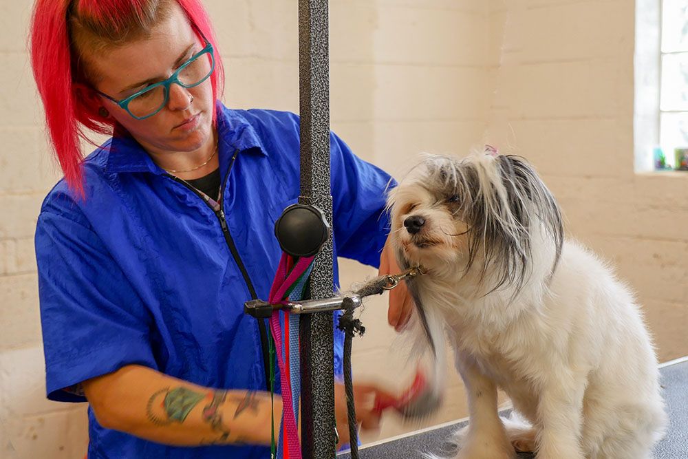 Do It Yourself Dog Wash Nashville : Tidy Dog Pet Supply & Salon - Nashville, TN / 7675 nashville st ringgold ga 30736.