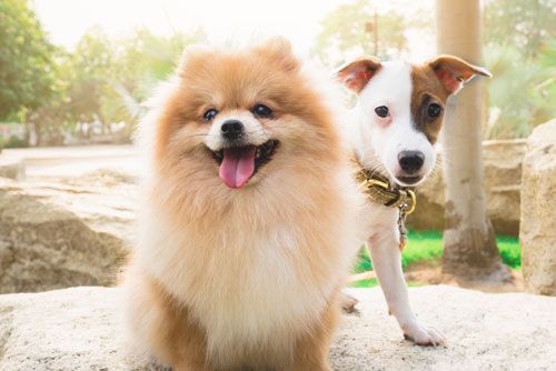 cat and dog