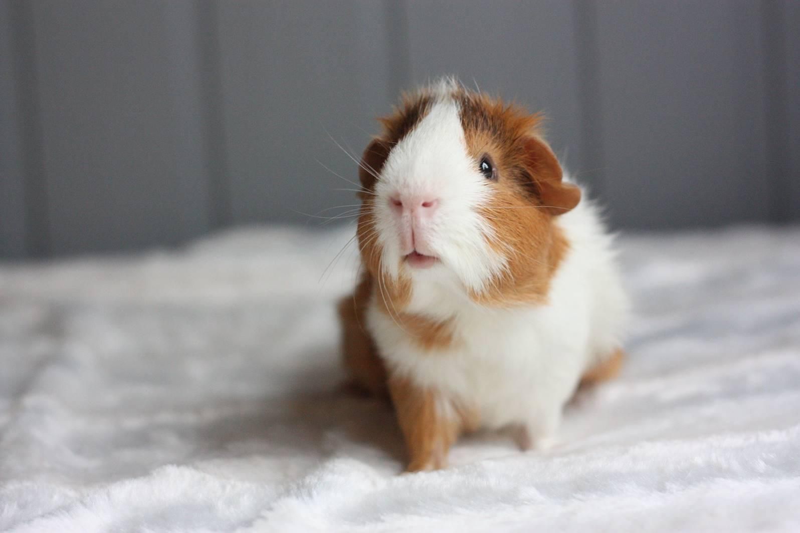 exotic pets and pocket pet care at mobley veterinary clinic guinea pig vet