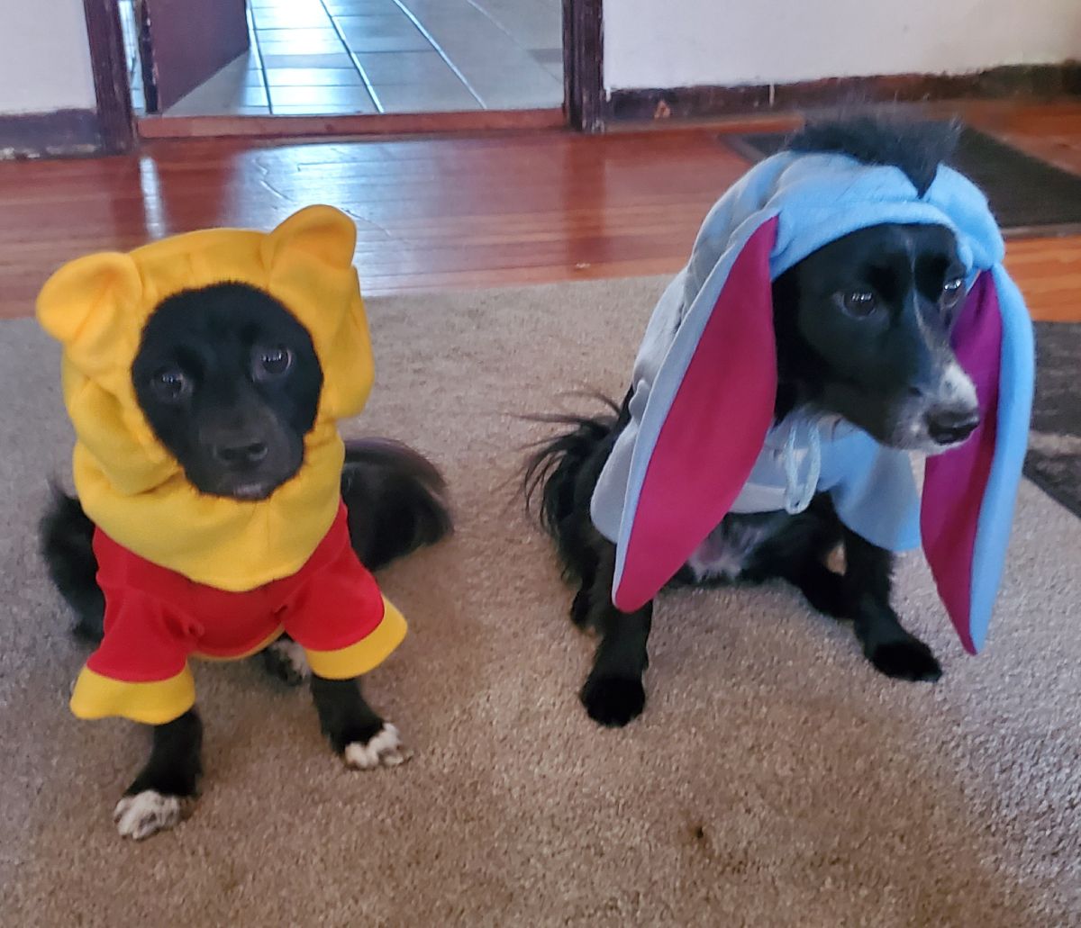 Pixie as Eeyore and Karma as Winnie the Pooh