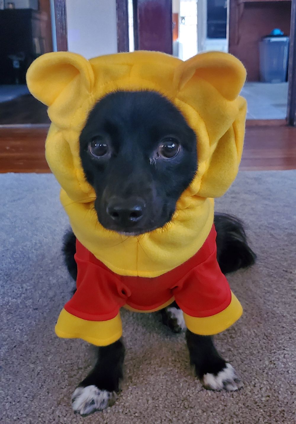 Karma as Winnie the Pooh